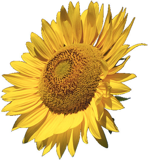 A sunflower